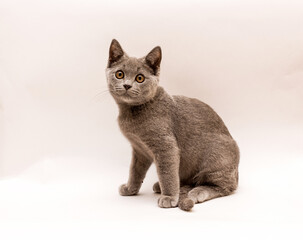 gray kitten 6 months old looking at the camera