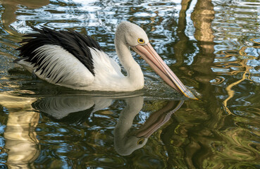 Australian Pelican (Pelecanus conspicillatus)