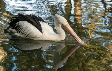 Australian Pelican (Pelecanus conspicillatus)