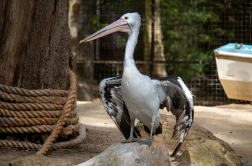 Australian Pelican (Pelecanus conspicillatus)