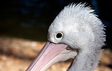 Australian Pelican (Pelecanus conspicillatus)