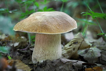 Detail shot of amazing edible mushroom Boletus reticulatus