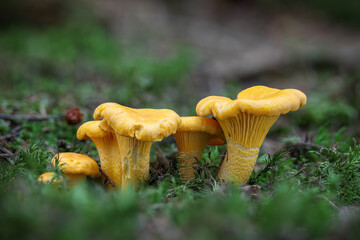 Group of edible and tasty mushrooms known as girolle