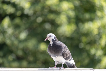 birds