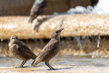 birds