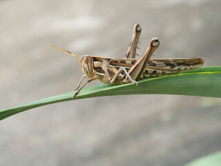 Fototapeta premium Brown Grasshopper, Bombay Locust on green leaf tree with gray background, Thailand