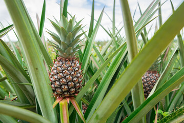 Pineapple plant field, Pineapple tropical fruit growing in garden