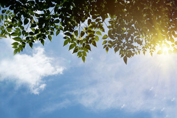 Green leaves with sun,  blue sky with cloud