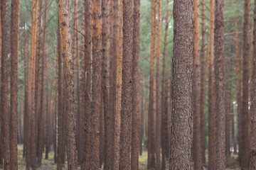 Close-up of pine forest tree trunks. Beautiful Poland forest landscape in autumn season. Nature background for text.