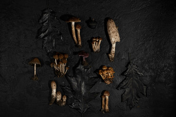 Various wild edible and non-edible mushrooms on a black textured background. Forest decor. Flat lay, top view.