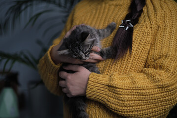 little kitten is warming itself in the woman hands. girl holds a cat in her arms. Cat is feeling relaxed and happy with owner. Selective color