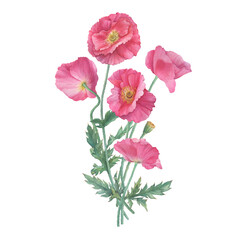 Bouquet with pink Shirley poppies flower with leaves (Papaver rhoeas). Floral botanical greeting card. Hand drawn watercolor painting illustration isolated on white background.