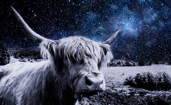 schwarz-wei&szlig;  Schottisches Hochlandrind oder  Highland Cattle oder Kyloe  Mit ihrem rotbraunen Zottelfell und den charakteristischen H&ouml;rnern geh&ouml;ren Hochlandrinder zu Wahrzeichen Schottlands