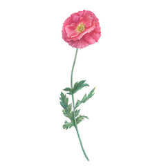 Pink Shirley poppy flower with leaves (Papaver rhoeas, tulip poppy). Hand drawn watercolor painting illustration isolated on white background. - 533316090