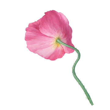 Pink Shirley poppy flower with leaves (Papaver rhoeas, tulip poppy). Hand drawn watercolor painting illustration isolated on white background.