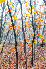 Colorful forest park in autumn