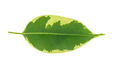 Isolated ficus single leaf flat lay.