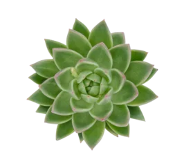 Foto op Canvas Top view small isolated green cactus plant in pot. © mileswork
