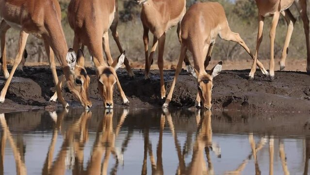 A herd of drinking impala jump away in fright at a waterhole in Mashatu Game Reserve, Botswana.