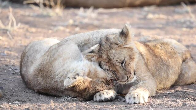 Two playful lion cubs playing affectionately in Mashatu Game Reserve, Botswana.
