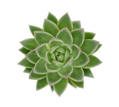 Top view small isolated green cactus plant in pot.