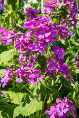 Fleurs Julienne des dames en gros plan