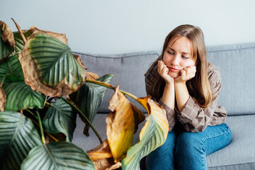 Young upset, sad woman holding dried dead foliage of her home plant Calathea. Houseplants diseases. Diseases Disorders Identification and Treatment, Houseplants sun burn. Damaged Leaves.