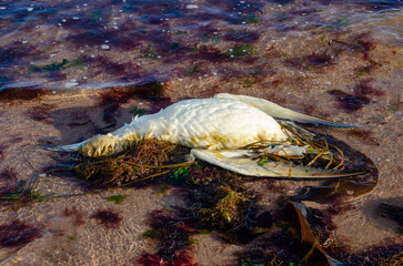 Dead seabird dead gannet sea bird on sandy beach with seaweed