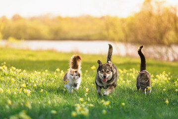 friends a dog and two cats run through the green grass in a sunny spring meadow