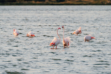 Close-up of wild flamingos in the lake