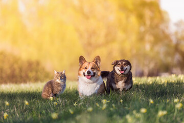 two cute friends a dog and a cat are sitting on a summer sunny meadow