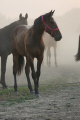 a herd of horses on a pasture in the fog