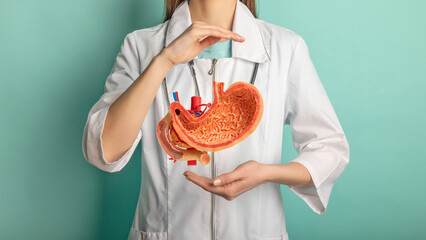 Female doctor with a stethoscope is holding mock stomach in the hands. Help and care concept - obrazy, fototapety, plakaty