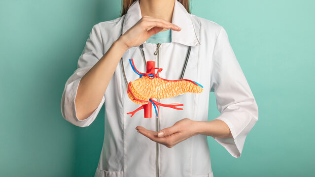 Female doctor with a stethoscope is holding pancreas in the hands. Help and care concept