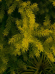 fern leaves background
