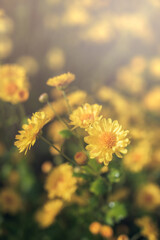 Beautiful yellow chrysanthemum field ready for harvest.