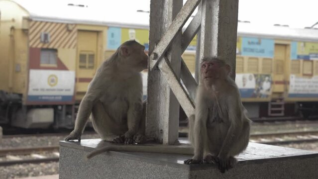 Monkeys sitting at the base of pillars at Railways station and watching tourists, slowmo