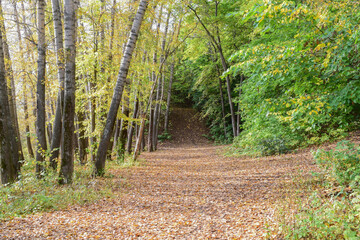 A wide path in a poplar grove leads uphill on an autumn day