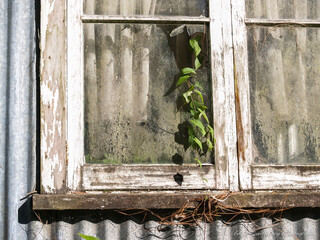 Green vine framed growing in window of abandoned building window