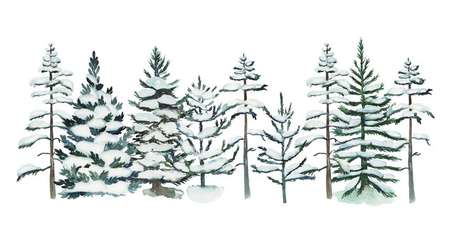 Watercolor snowy pine trees and firs illustration, winter forest hand drawn isolated illustration