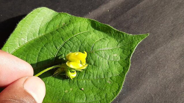 Vigna mungo flower in black background. Its other names black gram,&nbsp;urad bean,&nbsp;mash kalai,&nbsp;uzhunnu parippu,&nbsp;ulundu paruppu,&nbsp;minapa pappu and Uddu. This &nbsp;bean&nbsp;grown in India and &nbsp;South Asia.
