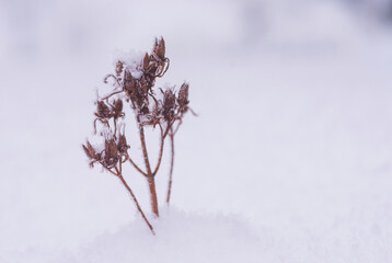 Dry plant with ice and snow on it. Macro. Close-up. Blurred background.