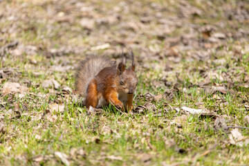 squirrel in the autumn park