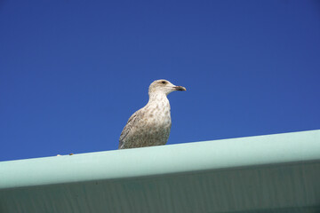 gull bird on top of roof. Seagull portrait on sunny day on the coast. 