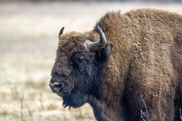 Fototapeta premium Żubr - Puszcza Białowieska