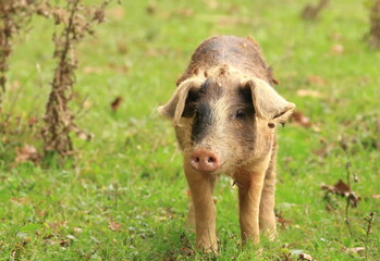 Cute pig face. Funny animal portrait. 