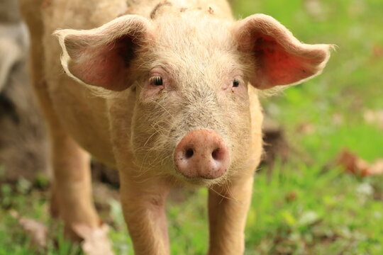 Cute pig face. Funny animal portrait. 