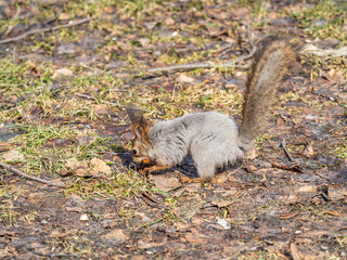 Fototapeta premium Squirrel in autumn or spring hides nuts on the green grass with fallen yellow leaves