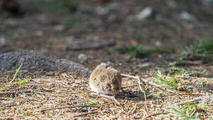 A closeup of a Common vole, Microtus arvalis, on the ground with a blurry background