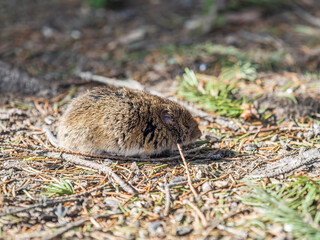 A closeup of a Common vole, Microtus arvalis, on the ground with a blurry background